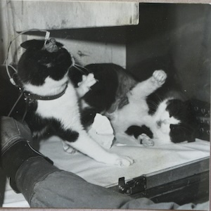 attacking cats width=