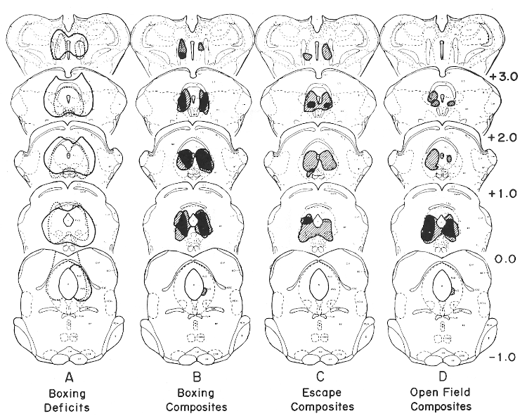 lesions with behavioral deficits