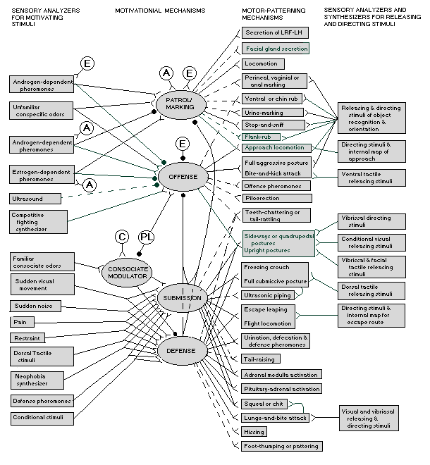 effects of hormones on neural circuitry