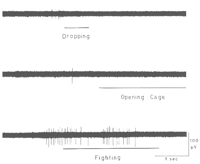 photographic record