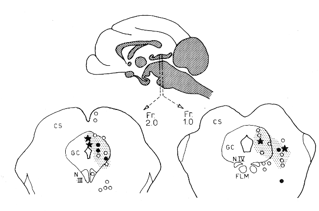 location of cells in central gray