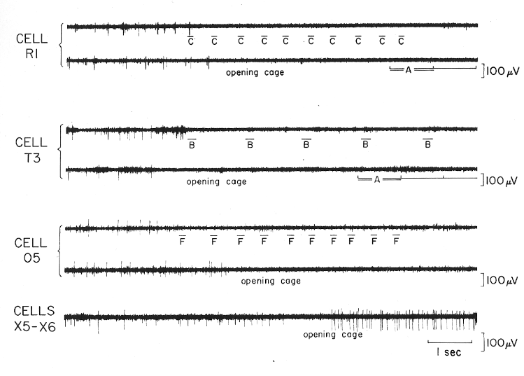 cells inhibited by various manipulations