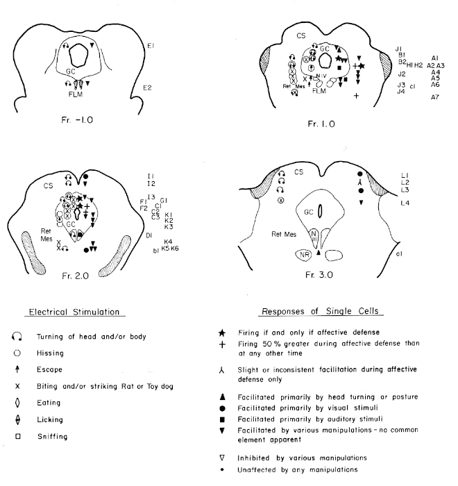 localization of cells in midbrain