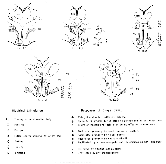 localization of cells in hypothalamus