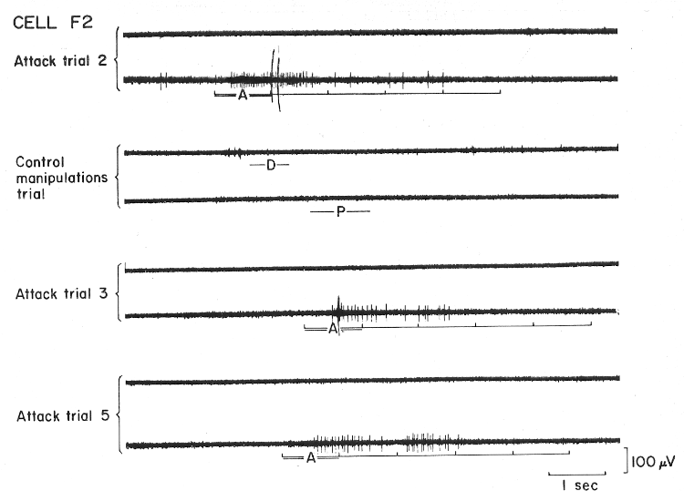 cell firing only during affective defense