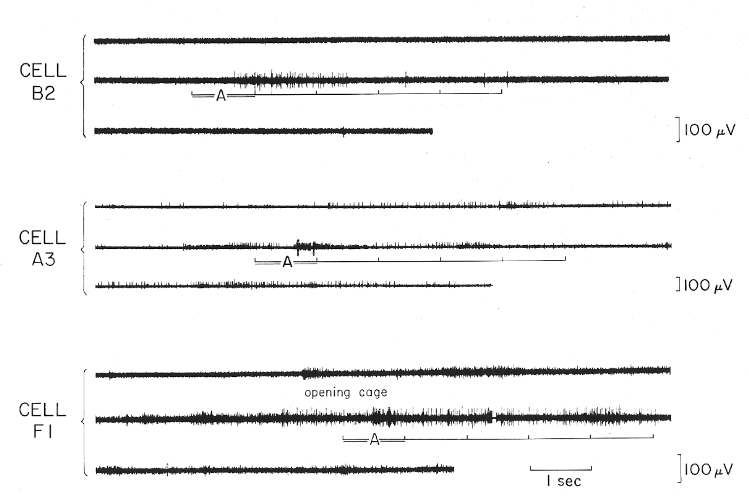 cells firing only during affective defense